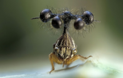 insecto más raro del mundo
