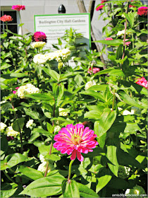 Flores del Ayuntamiento de Burlington en Vermont