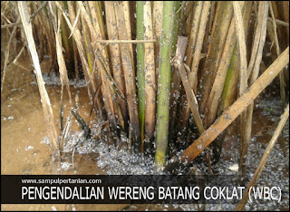 11 Daftar Bahan Aktif Pestisida untuk pengendalian hama wereng batang coklat (WBC)