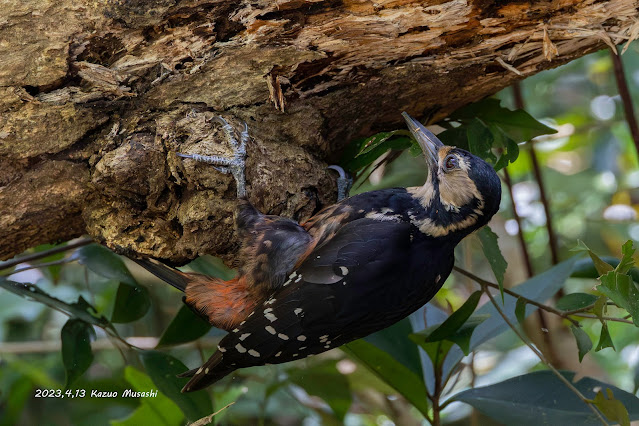 オーストンアカゲラが目の前の枯れ木に止まっています　奄美大島で出会った野鳥