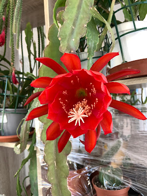 Caring for Your Epiphyllum Plants. A Guide to Blooming Success