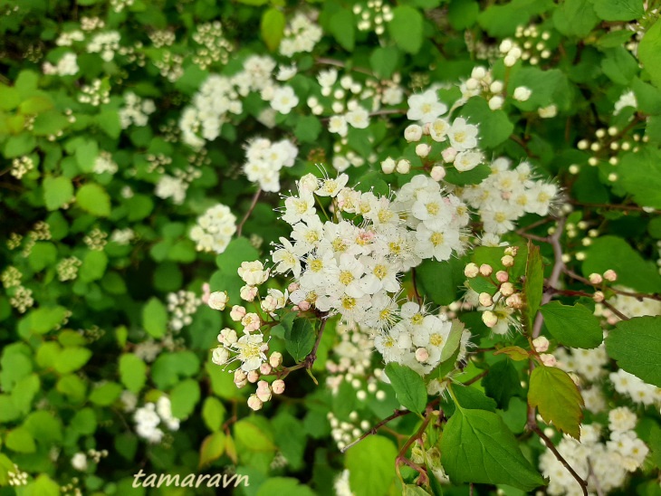 Спирея уссурийская / Таволга уссурийская (Spiraea ussuriensis)