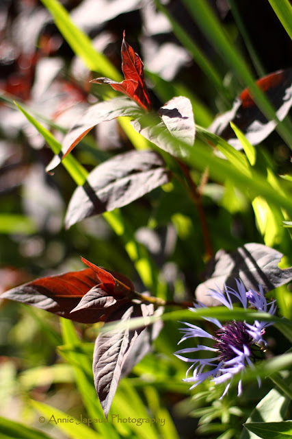 lovely flowers in the sunlight