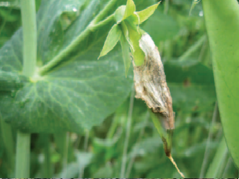 Resultado de imagen para botrytis en arveja