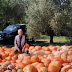  Ενας παραγωγός από την Καλαμπάκα μιλά για το Halloween -Ραγδαία η αύξηση ζήτησης διακοσμητικής κολοκύθας στην Ελλάδα