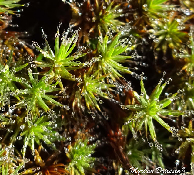 gouttes de pluie sur de la mousse Montagne Noire Tarn