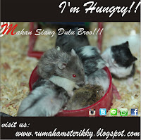 Jual Hamster Depok