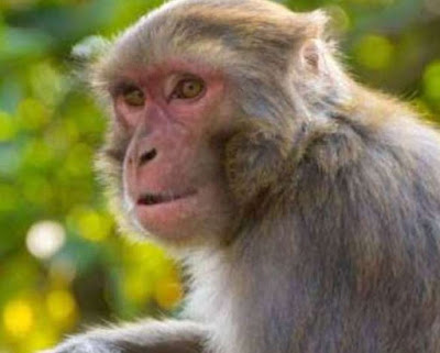 यूपी के बाराबंकी में सौ से अधिक बंदरों की मौत, जहर देकर मारने की आशंका