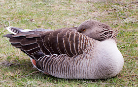 Greylag Goose, Anser anser.  Dunorlan Park, Tunbridge Wells, 17 March 2014.