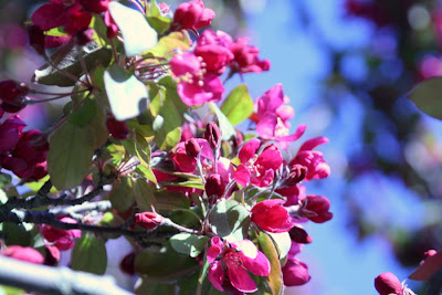 Royal Botanical Garden, Burlington: the cherry trees are blooming! :: All Pretty Things