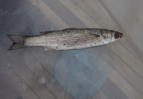 Photo of one of the thousands of grey mullet in the shoal
