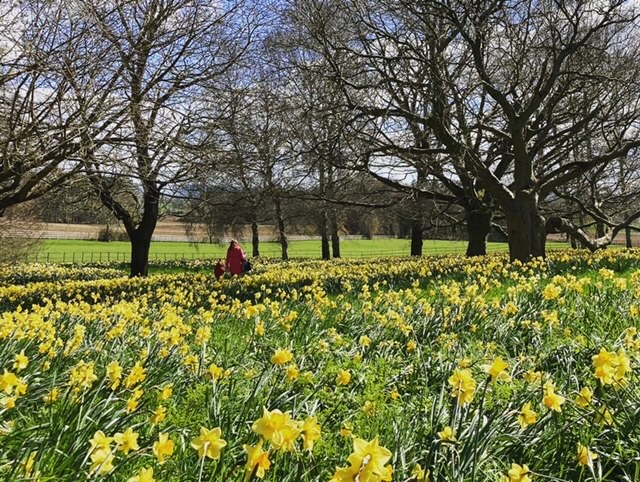 Mum and son walking through daffodil fields