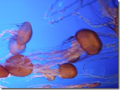 P9110015