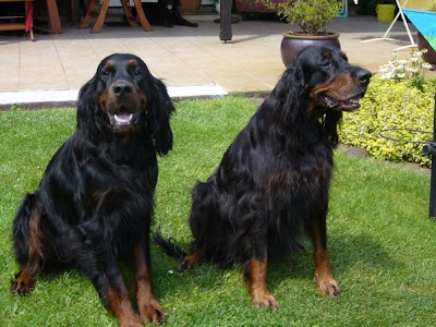 Gordon Setter