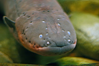 electric eel infomation Electrophorus electricus animal photo