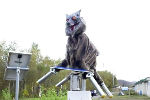 Robotic wolves block Japanese bears' attacks