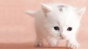 Cute And Funny Images Of White Kitten 49