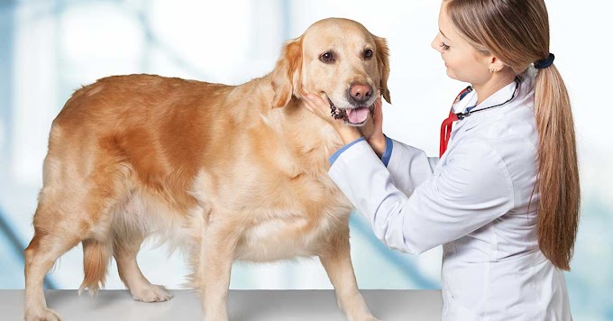 Common Warning Signs of Cancer in Dogs