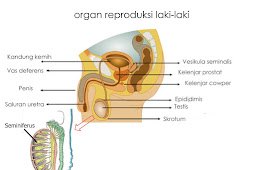 Organ Reproduksi Manusia