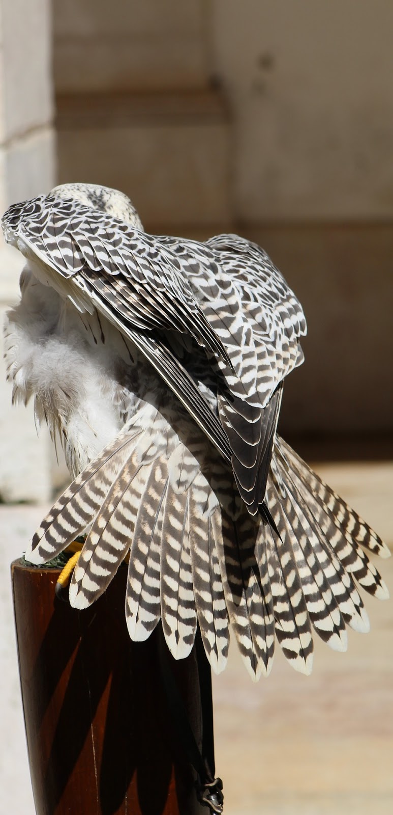 An owl's amazing wing formation from behind.