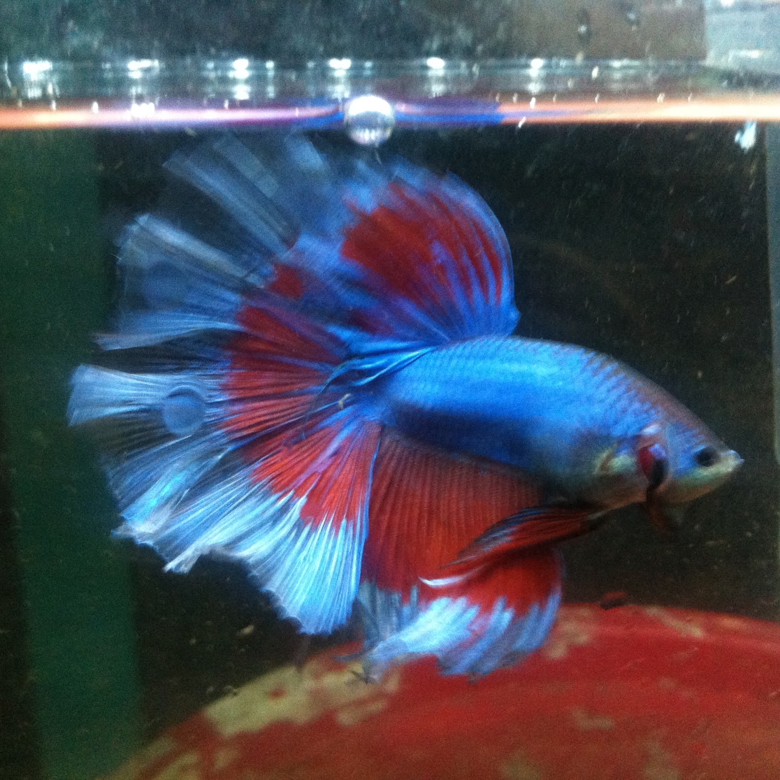 Jual Ikan Cupang di Tangerang Selatan Plakat Koi Halfmoon Jual Ikan Cupang di Tangerang Selatan Plakat Koi Halfmoon