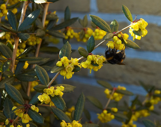 Hoa Hoàng Liên Gai - Berberis wallichiana - Nguyên liệu làm thuốc Chữa Lỵ Trực Trùng