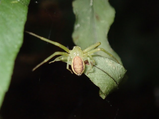 Diaea dorsata