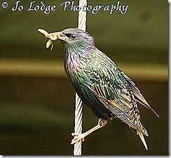 IMG_2746