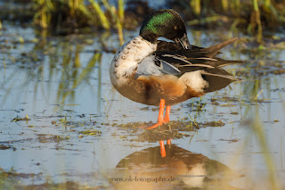 Wildlifefotografie Dümmer See Erpel Löffelente Gefiederpflege