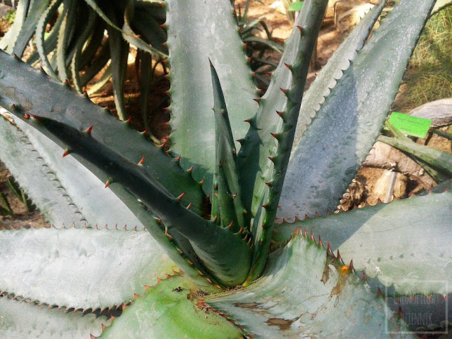 Aloes uzbrojony (Aloe ferox) - opis, uprawa, historia, pielęgnacja, nazewnictwo, pochodzenie, stosowanie, rozmnażanie, podlewanie. Jaka ziemia dla aloesa, jak dbać w domu? Jak uprawiać i hodować aloesa uzbrojonego w doniczce? Jak wygląda i jak kwitnie aloes uzbrojony?