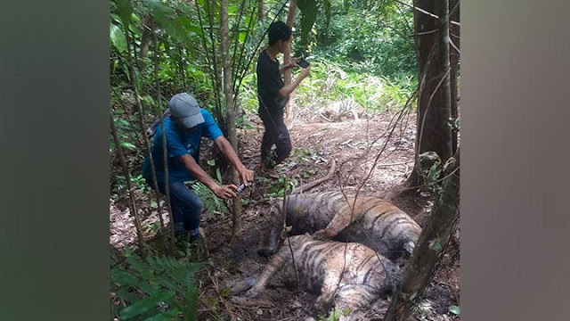 BKSDA Telusuri Penyebab Tiga Harimau Sumatera Mati di Pinggir Hutan di Aceh.lelemuku.com.jpg