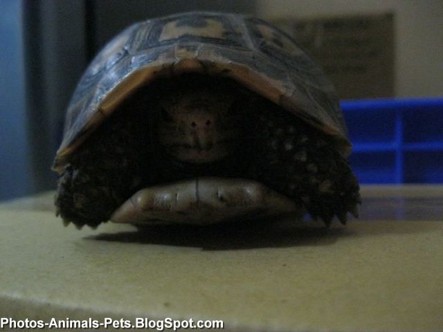 a pet turtle