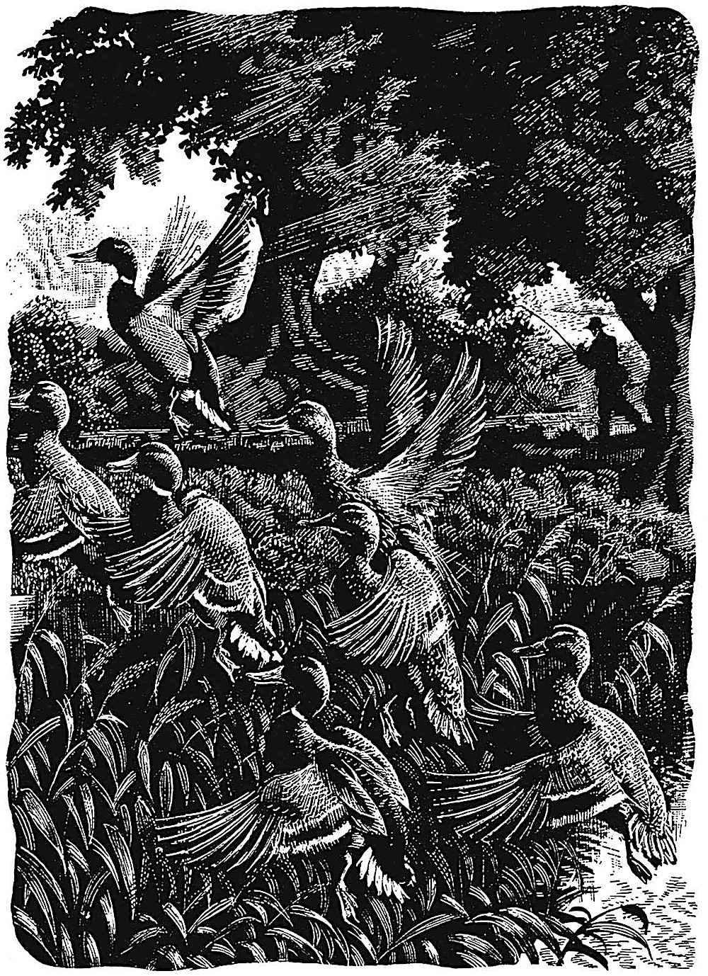 a Charles F. Tunnicliffe illustration of ducks rising from a marsh