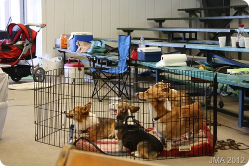 Corgis watching the costume contest