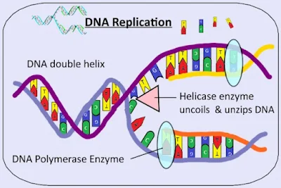 MCQ on DNA Replication / DNA Synthesis