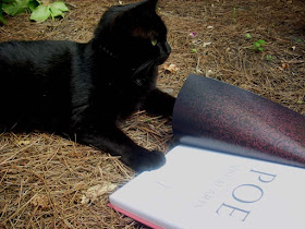 Pluto, a black cat, with a book