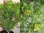 Konsep 34+ Pohon Pacar Cina