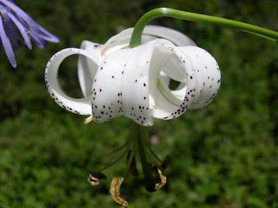 Лилия талийская (Lilium taliense)