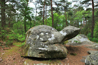 Tortue du Rocher St Germain