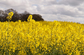 oil seed rape yellow fields in Norfolk