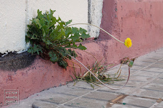 Fotografía de una flor nacida en la parte baja de una puerta en Valencia