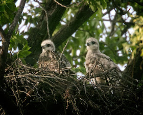 Tompkins Square red-tailed hawk nestlings