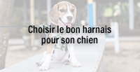  Choisir le bon harnais pour son chien