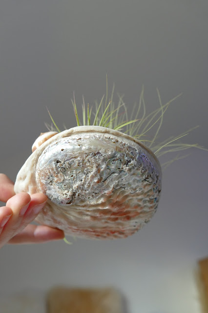 Craftmoor Review, airplants uk, air plant decor uk, air plant decoration buy, air plant decorations uk, how to decorate air plants, how to care air plants, air plant decoration