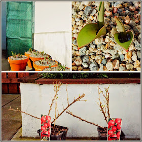 little greenhouse, tulips and red gooseberries - 'growourown.blogspot.com' ~ An allotment blog