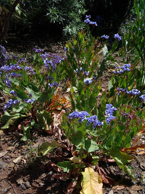 Limonium redivivum 