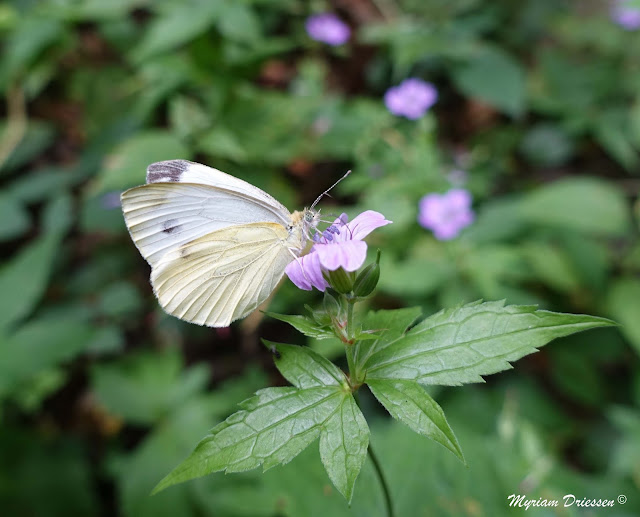 papillon piéride du choux sur géranium noueux