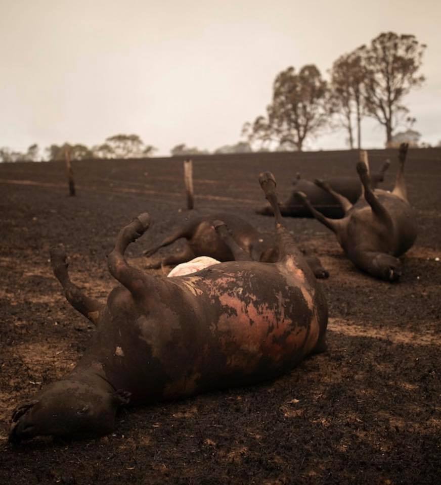 شاهد بالصور حرائق الغابات في استراليا تصل الى مزارع الابقار اليوم