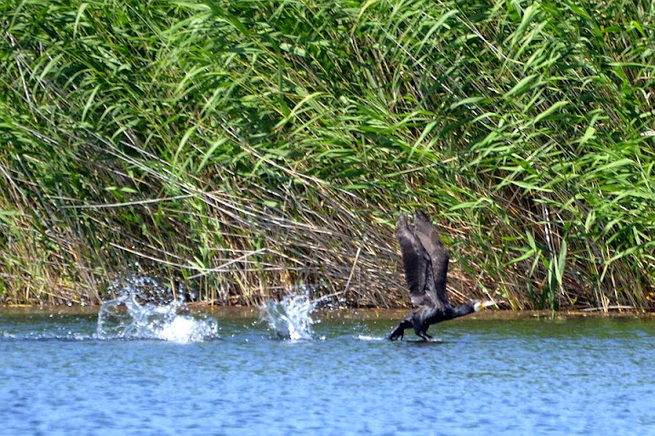 Cormorant