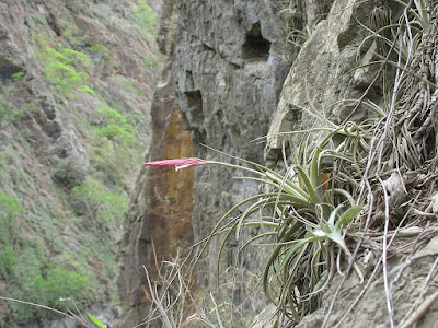 Tillandsia lorentziana care and culture